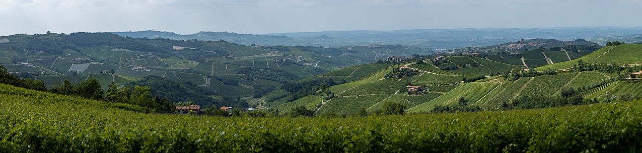 Langa of Barolo Landscape